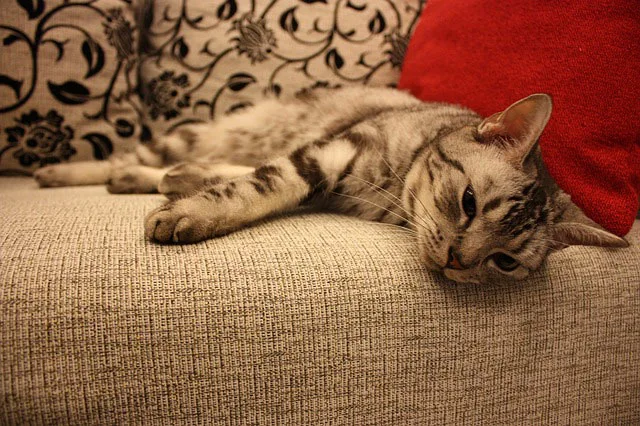 lazy cat. alert1 medical alert systems
